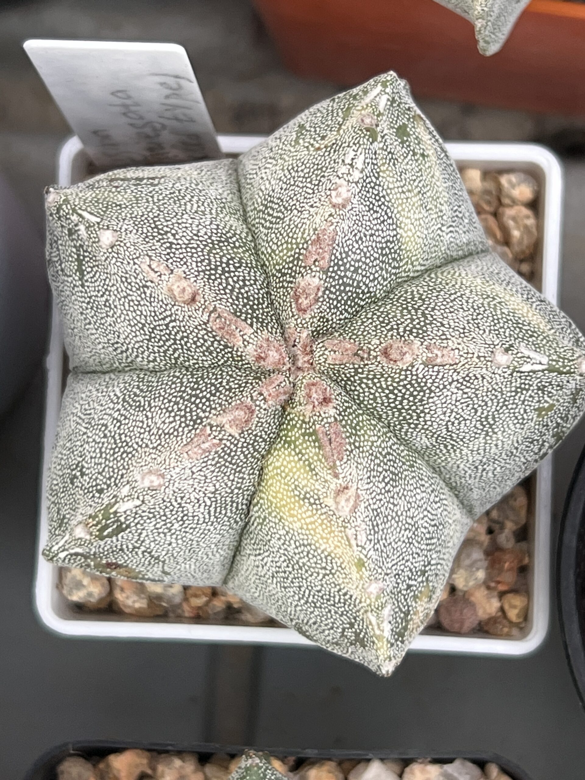 Astrophytum myriostigma variegatum · 20 semillas - Imagen 2