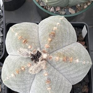 Astrophytum myriostigma var. strongylogonum · 20 semillas