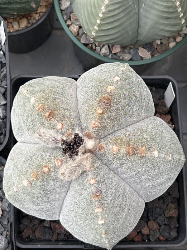 Astrophytum myriostigma var. strongylogonum · 20 semillas