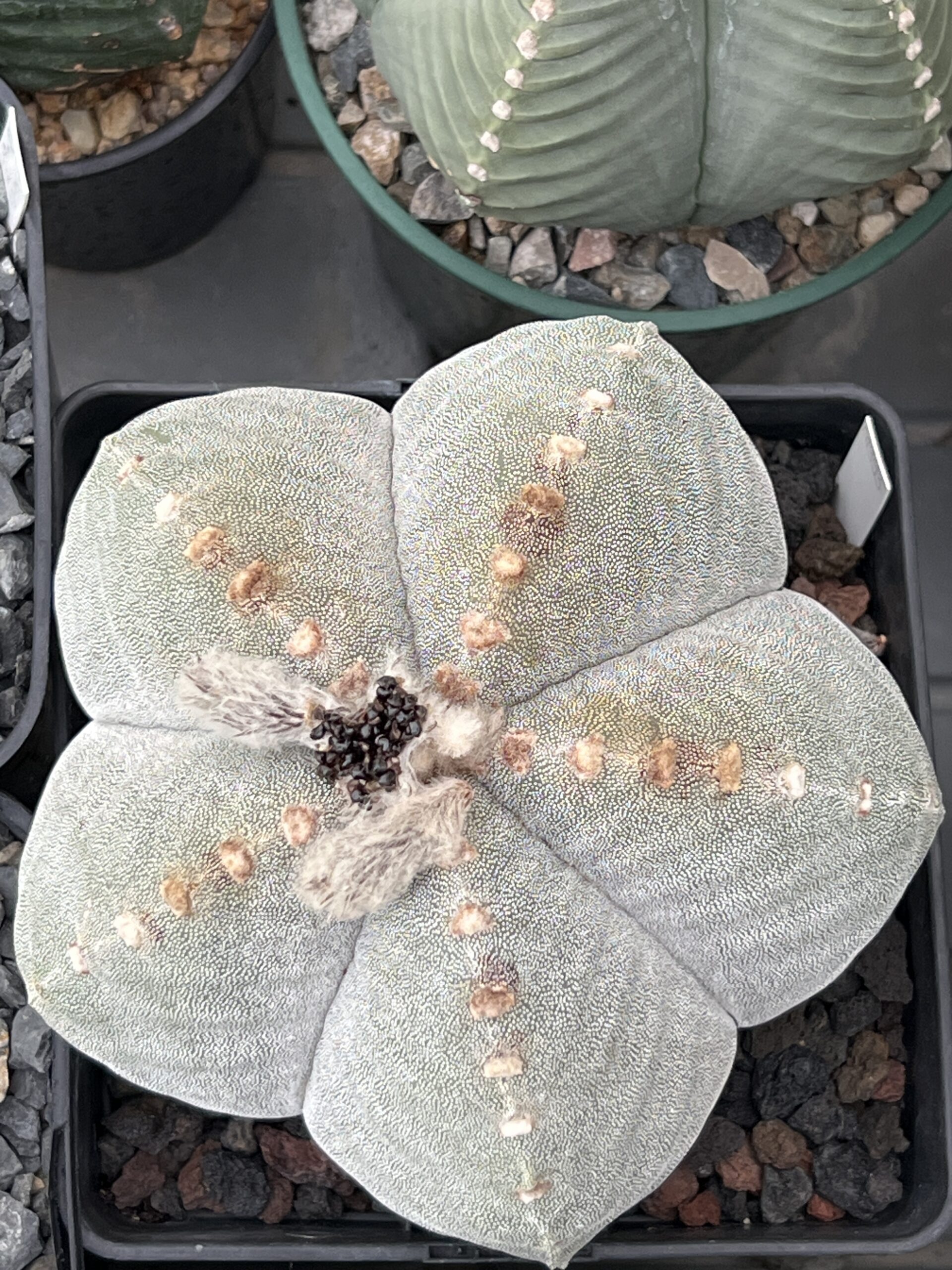 Astrophytum myriostigma var. strongylogonum · 20 semillas