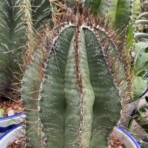 Astrophytum ornatum · 20 semillas