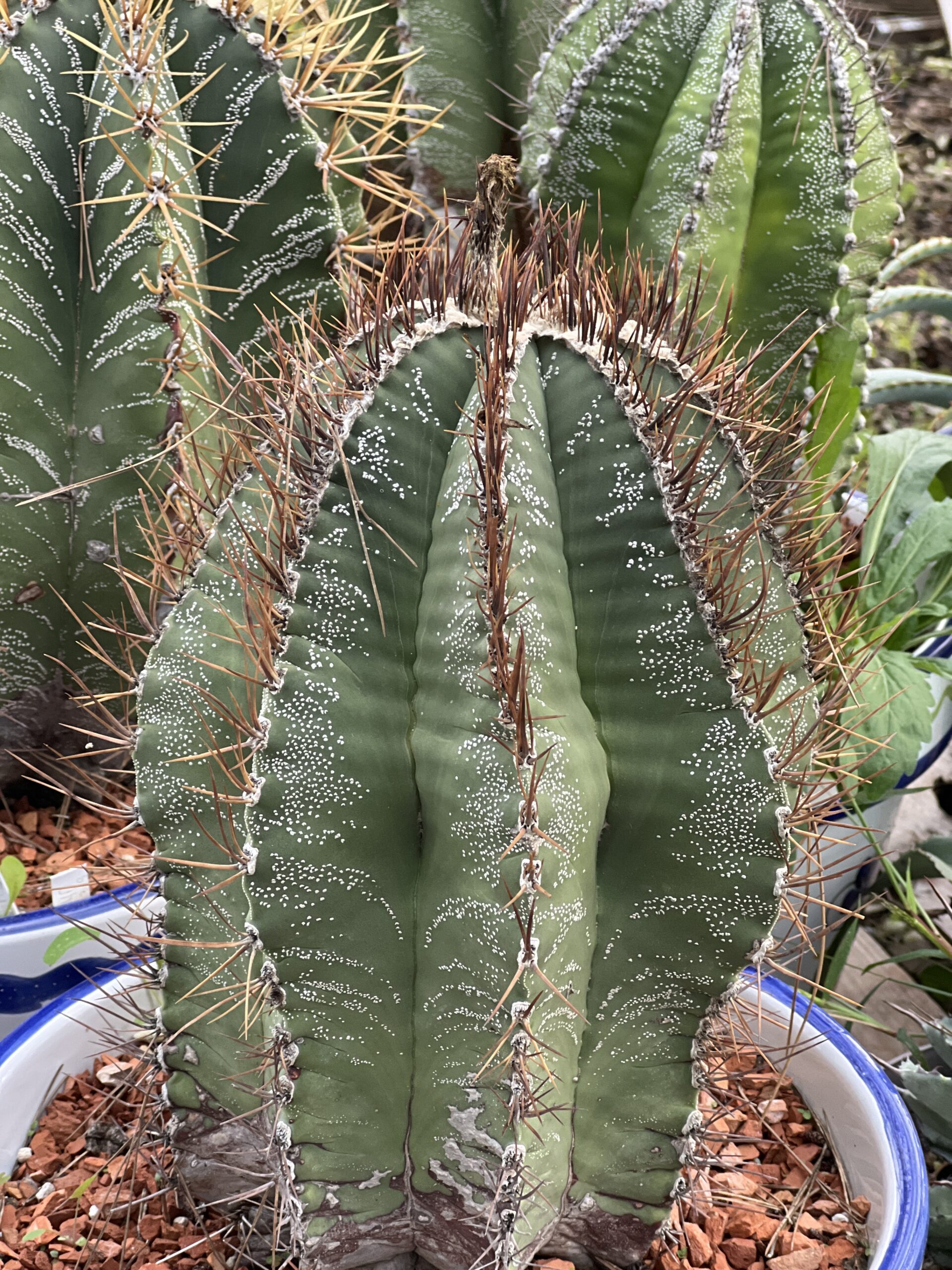 Astrophytum ornatum · 20 semillas