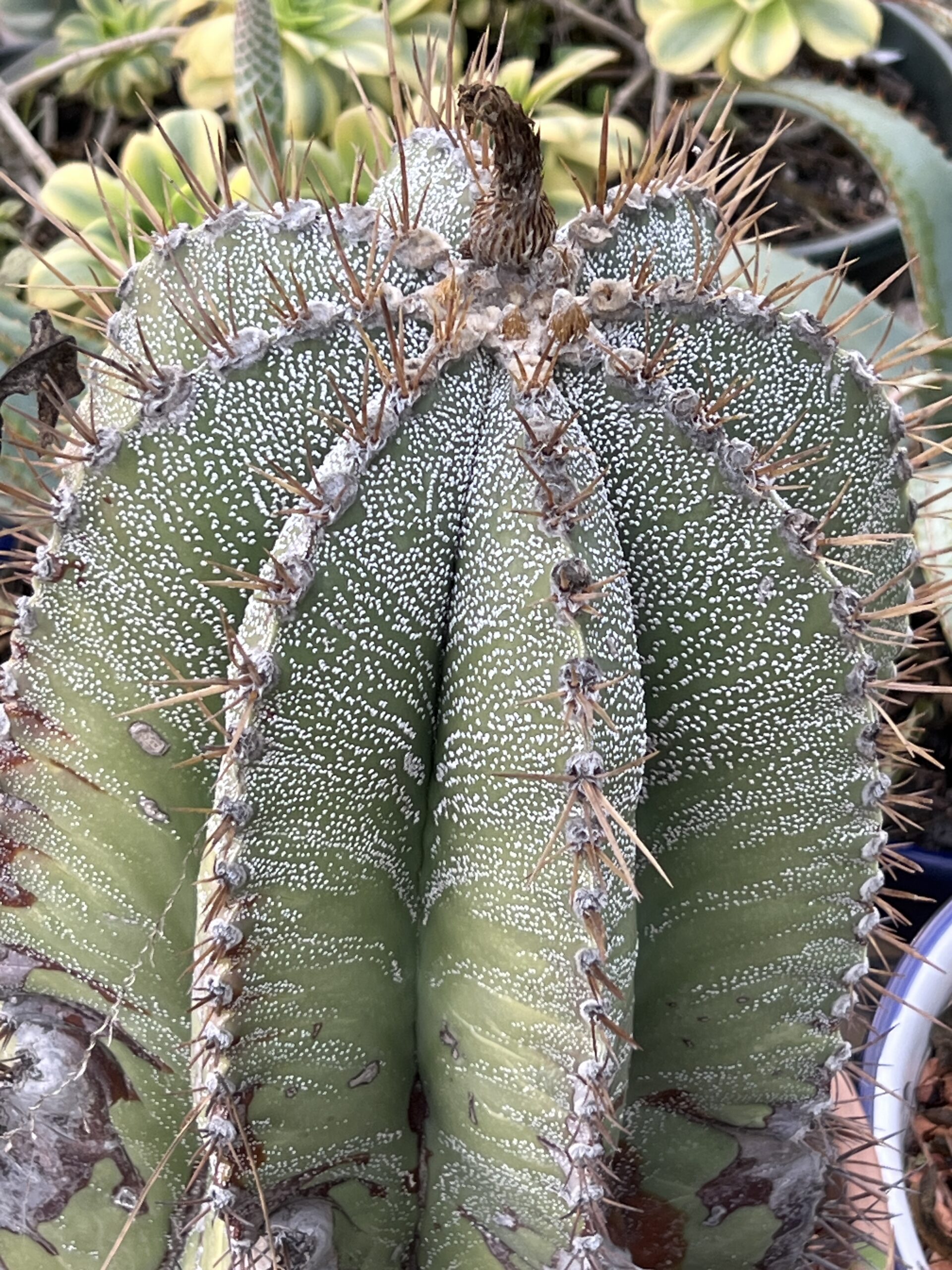 Astrophytum ornatum · 20 semillas - Imagen 2