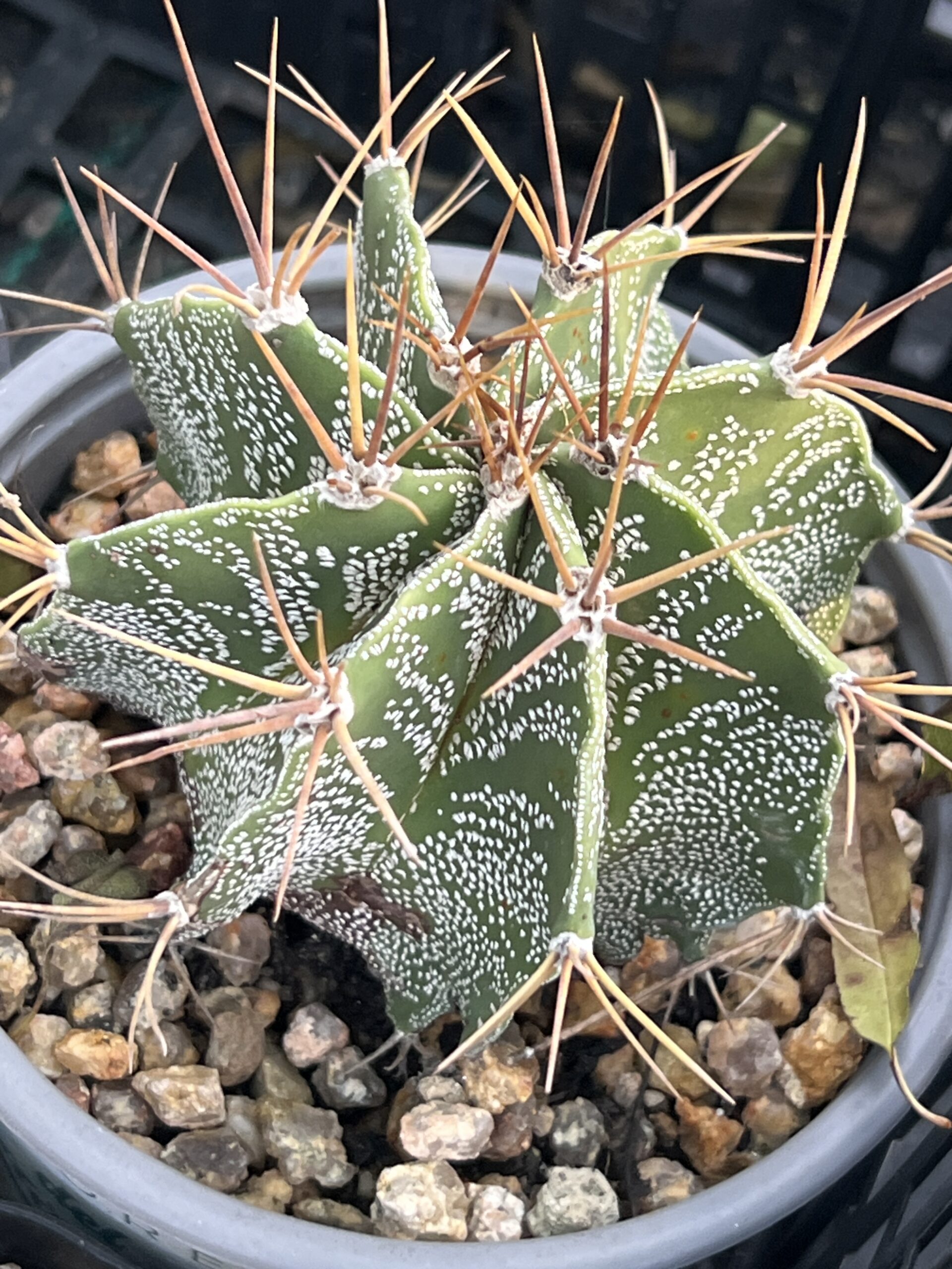 Astrophytum ornatum · 20 semillas - Imagen 3