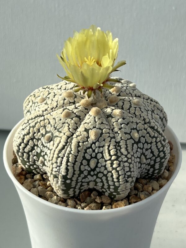 Astrophytum asterias cv. Super Kabuto Snow Star Shape