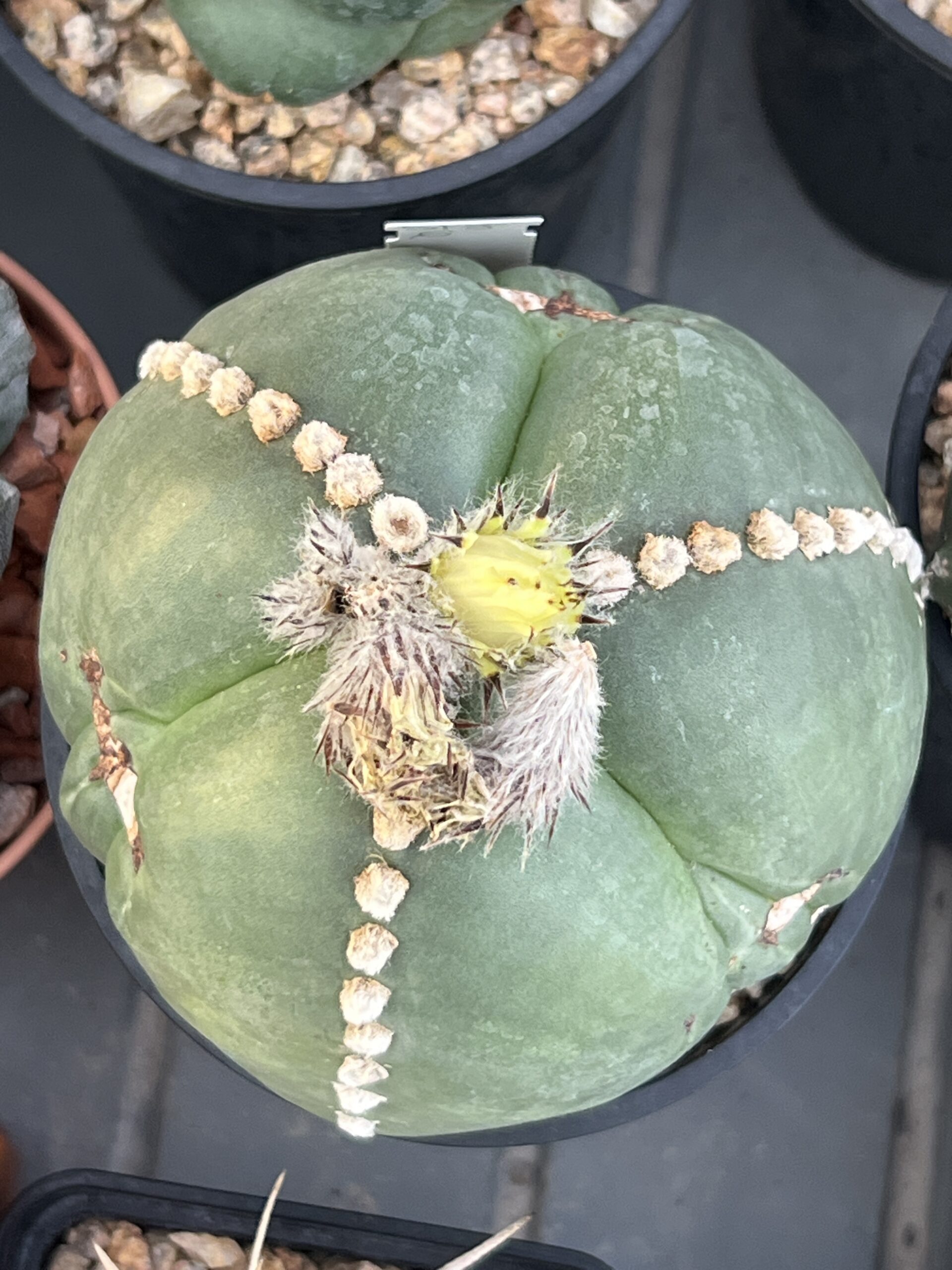 Astrophytum myriostigma tricostatum nudum (Ball Form) · 20 semillas - Imagen 2