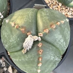 Astrophytum myriostigma tricostatum nudum (Ball Form) · 20 semillas