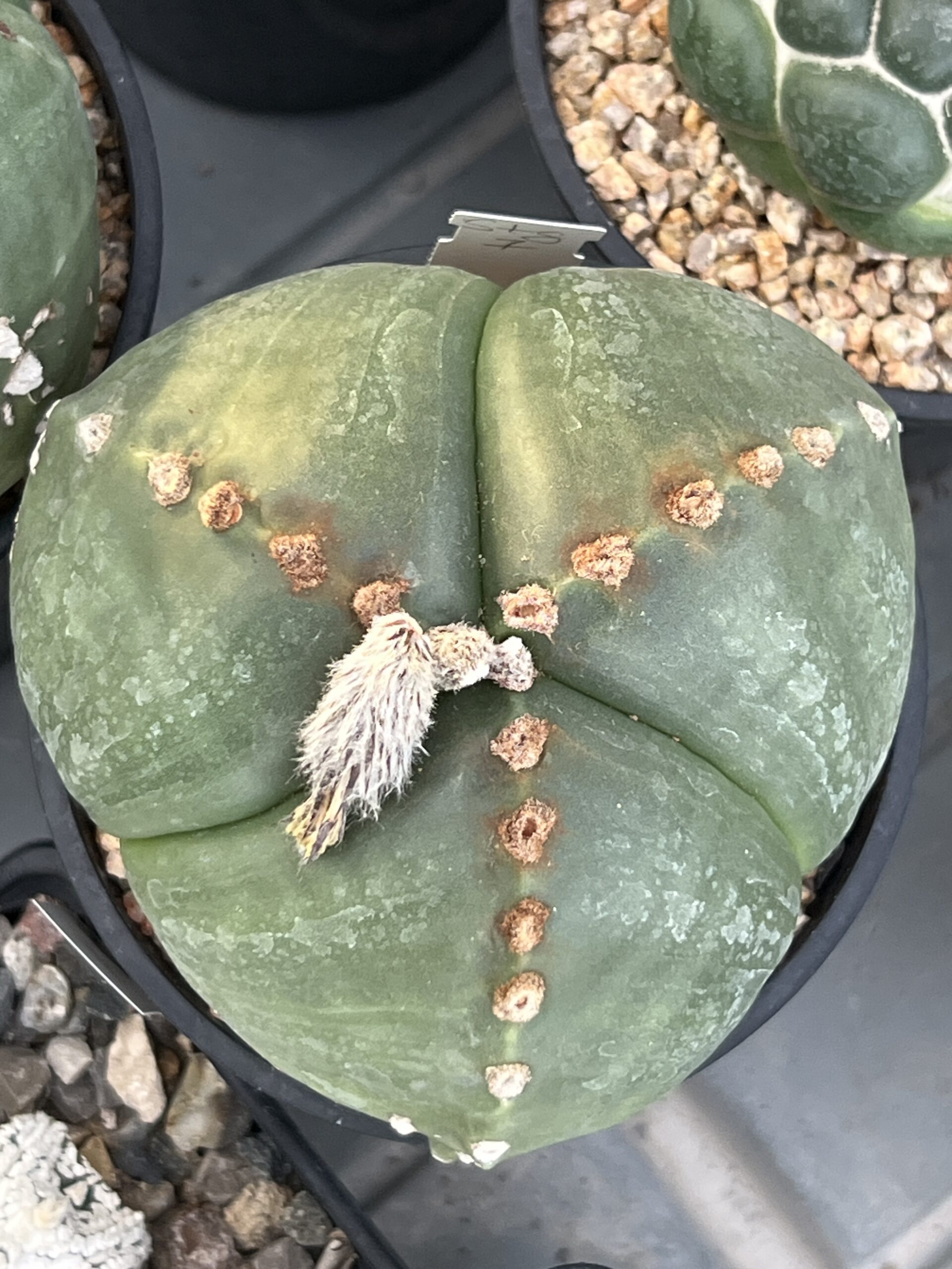 Astrophytum myriostigma tricostatum nudum (Ball Form) · 20 semillas