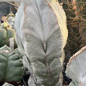 Astrophytum myriostigma var. columnare · 20 semillas