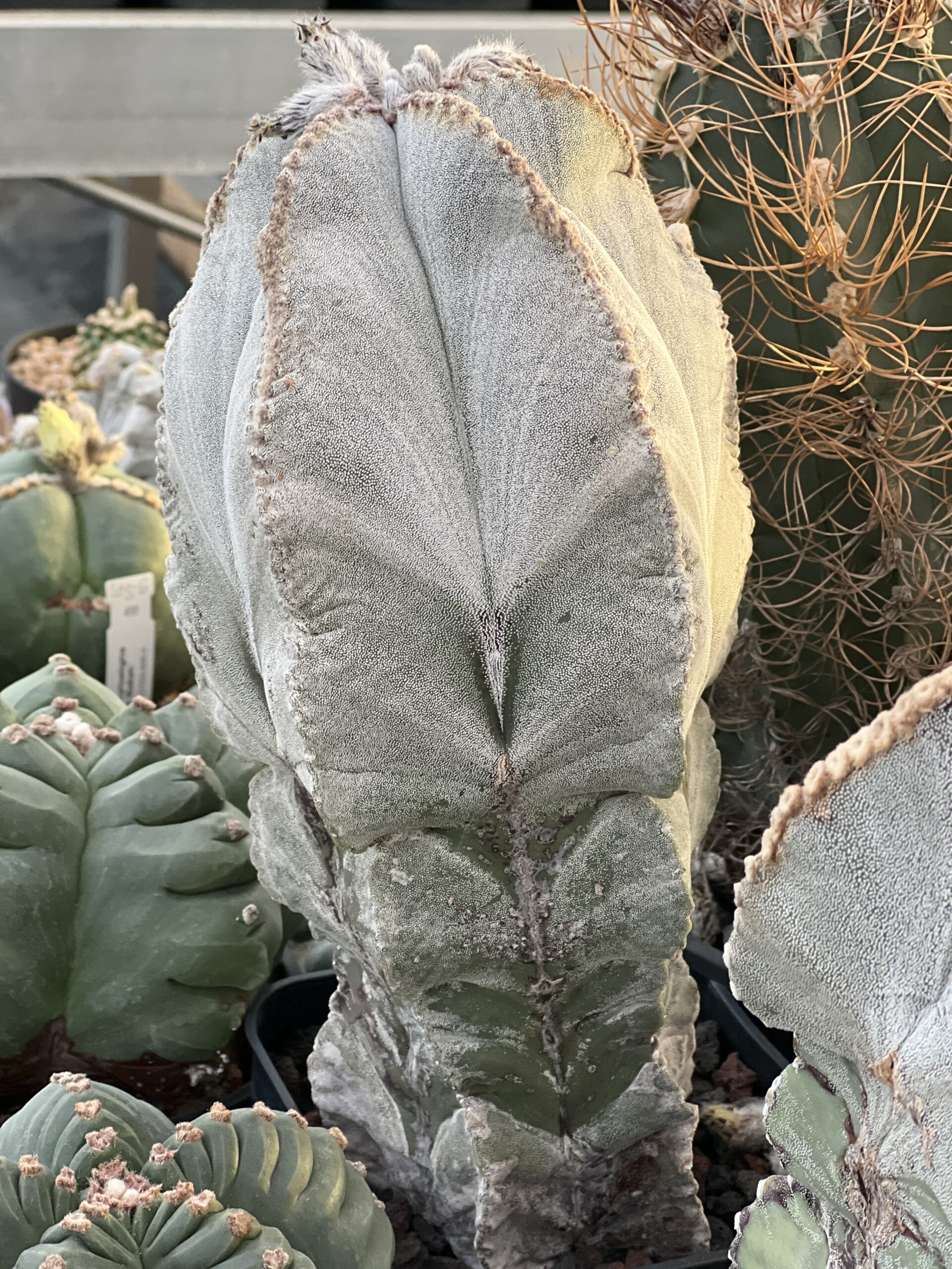Astrophytum myriostigma var. columnare · 20 semillas