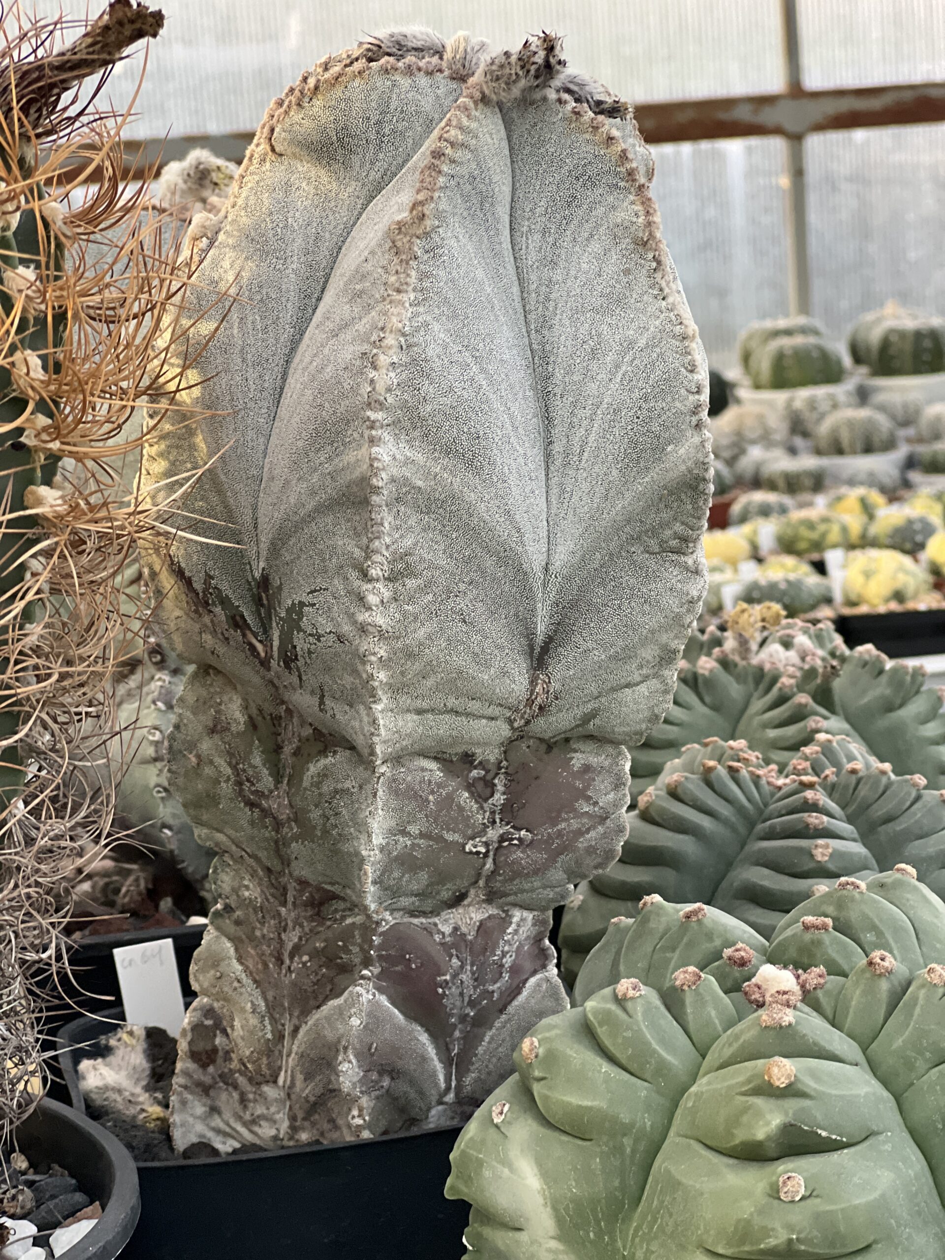 Astrophytum myriostigma var. columnare · 20 semillas - Imagen 2