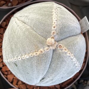 Astrophytum myriostigma tricostatum Ball Form · 20 semillas