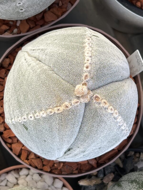 Astrophytum myriostigma tricostatum Ball Form · 20 semillas