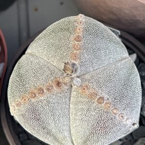 Astrophytum myriostigma tricostatum · 20 semillas