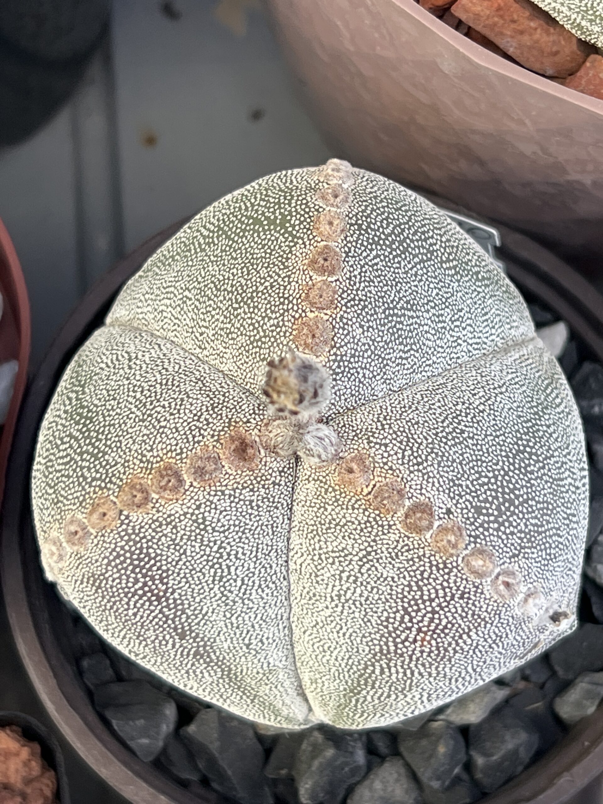 Astrophytum myriostigma tricostatum · 20 semillas