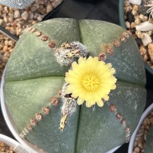 Astrophytum myriostigma strongylogonum nudum quadricostatum · 20 semillas