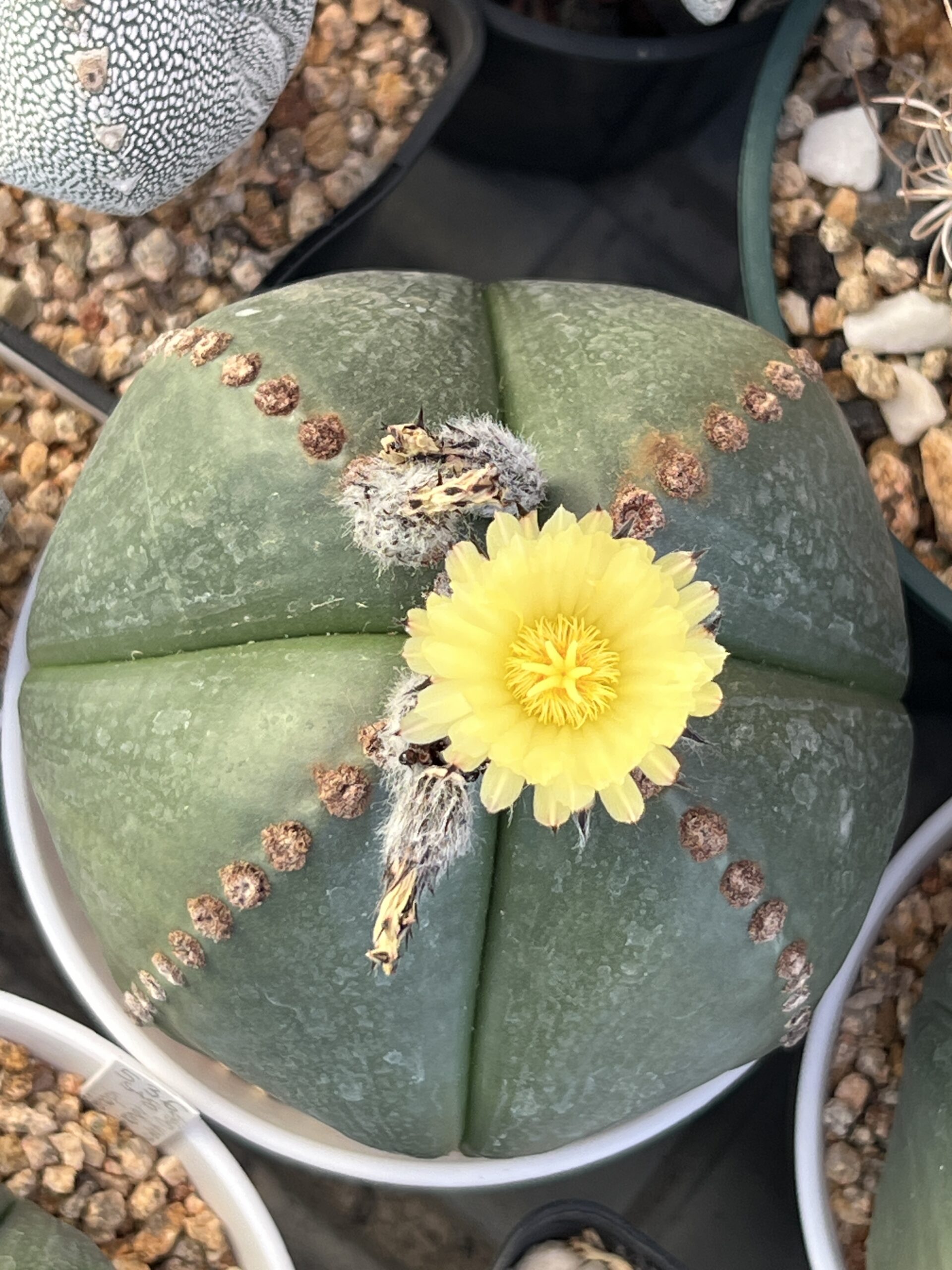 Astrophytum myriostigma strongylogonum nudum quadricostatum · 20 semillas