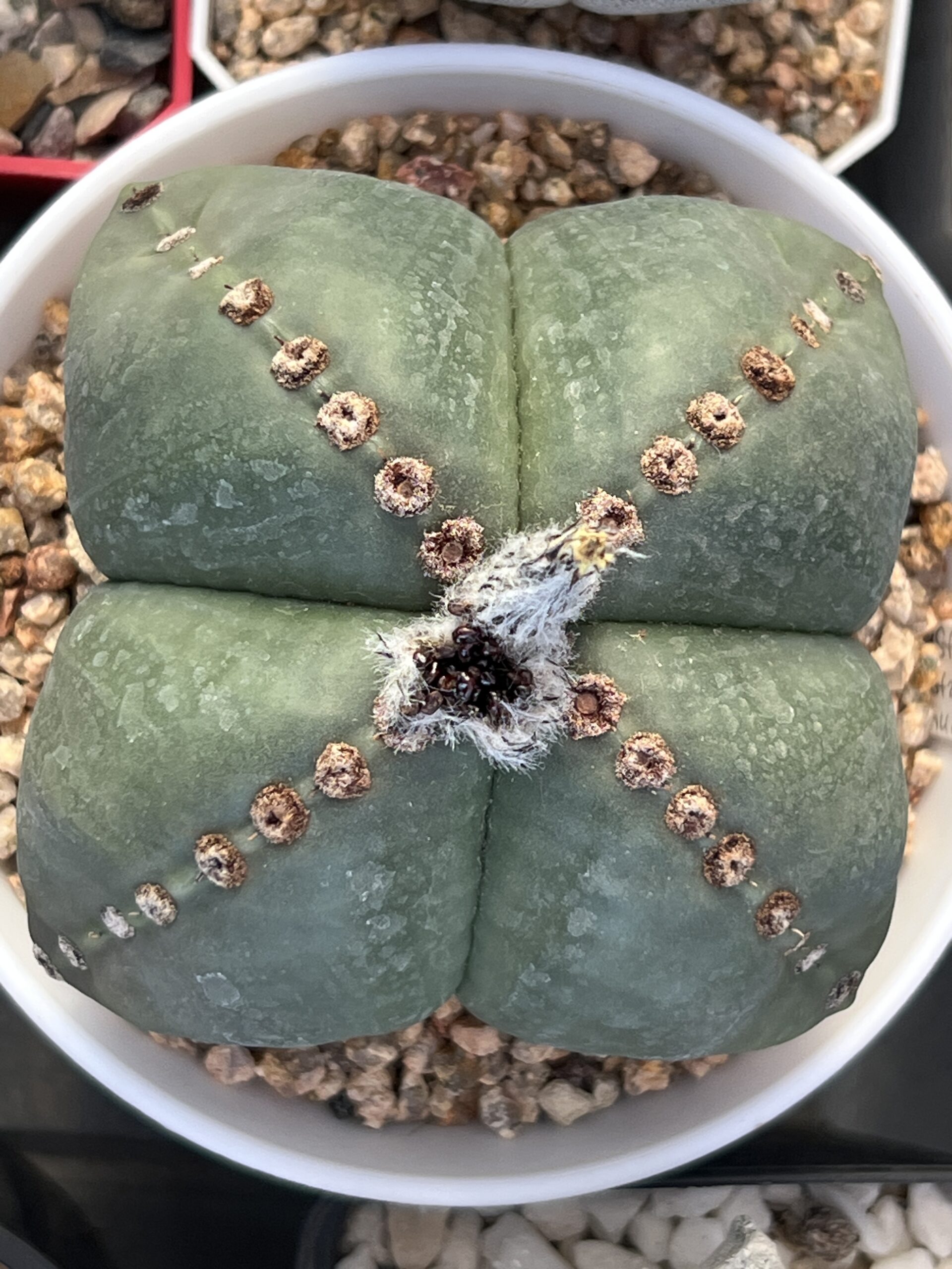 Astrophytum myriostigma strongylogonum nudum quadricostatum · 20 semillas - Imagen 2