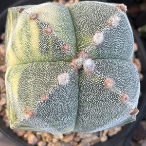 Astrophytum myriostigma quadricostatum variegatum · 20 semillas