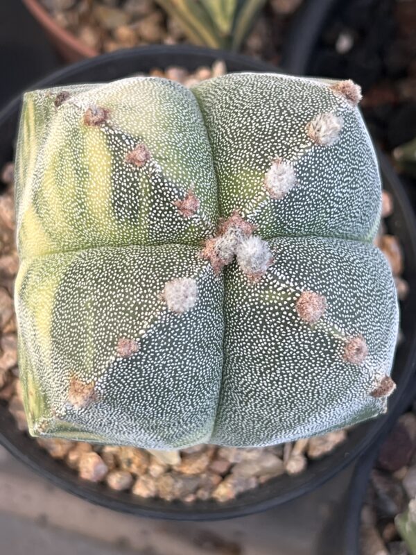 Astrophytum myriostigma quadricostatum variegatum · 20 semillas
