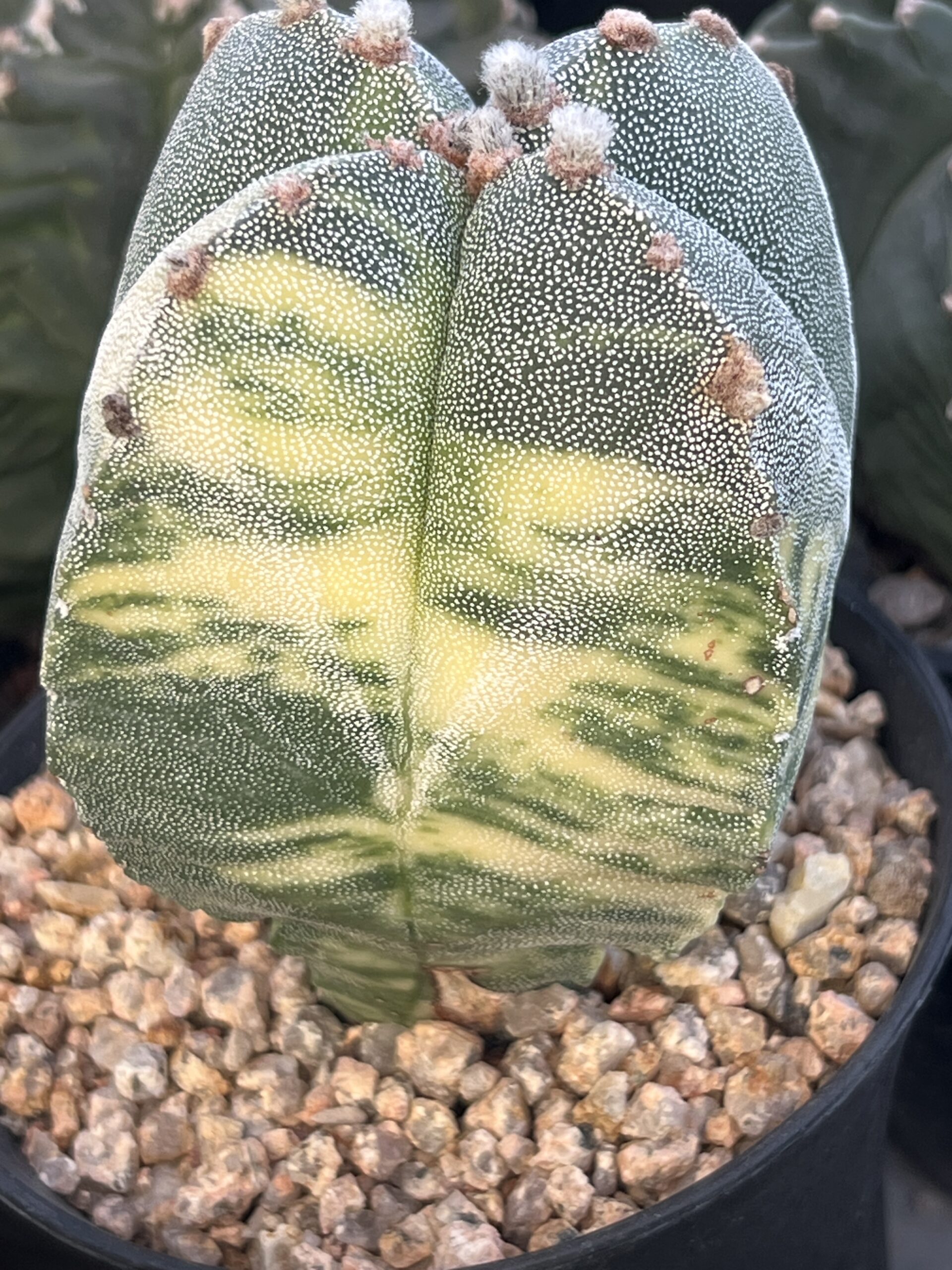 Astrophytum myriostigma quadricostatum variegatum · 20 semillas - Imagen 2