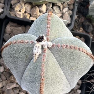 Astrophytum myriostigma quadricostatum · 20 semillas