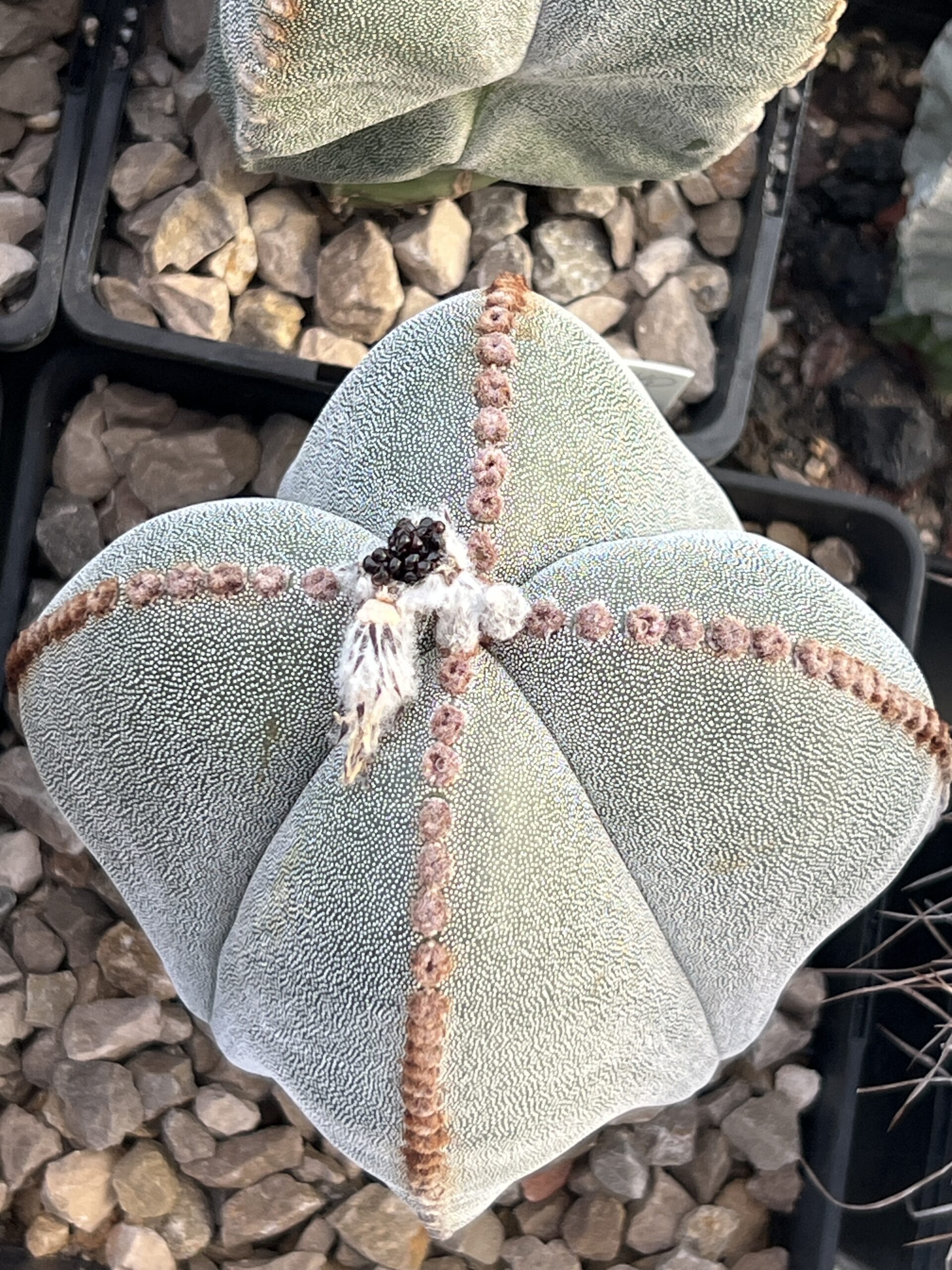 Astrophytum myriostigma quadricostatum · 20 semillas