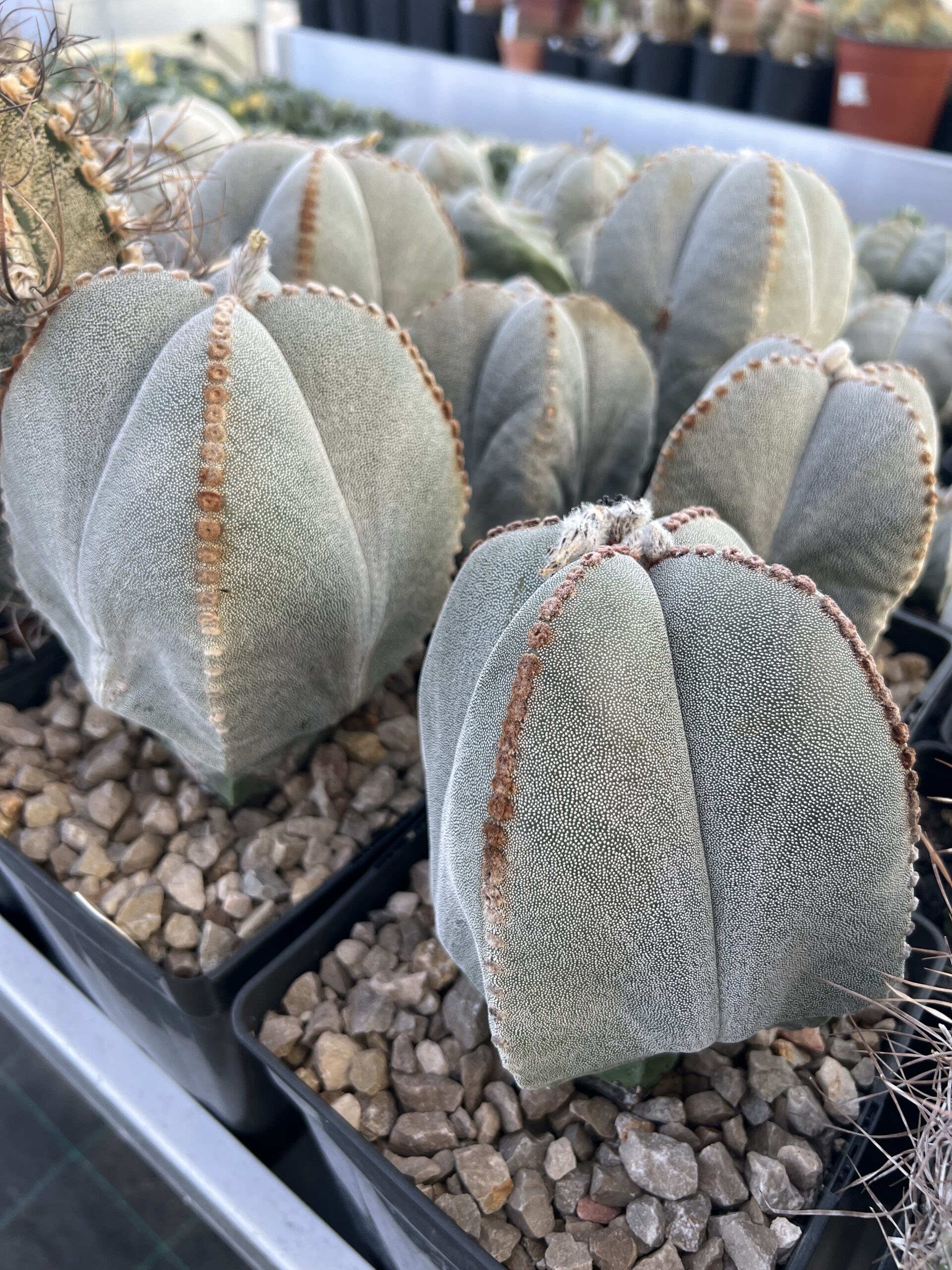 Astrophytum myriostigma quadricostatum · 20 semillas - Image 2