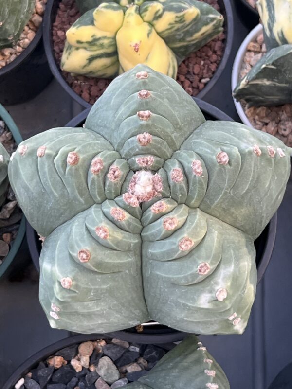Astrophytum myriostigma nudum cv. Kikko · 20 semillas