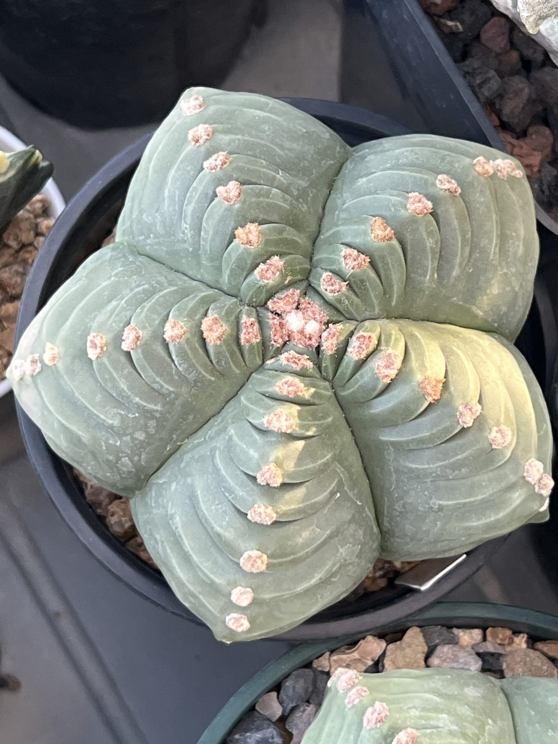 Astrophytum myriostigma nudum cv. Kikko · 20 semillas - Imagen 2