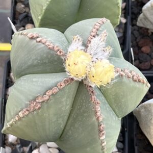 Astrophytum myriostigma nudum · 20 semillas