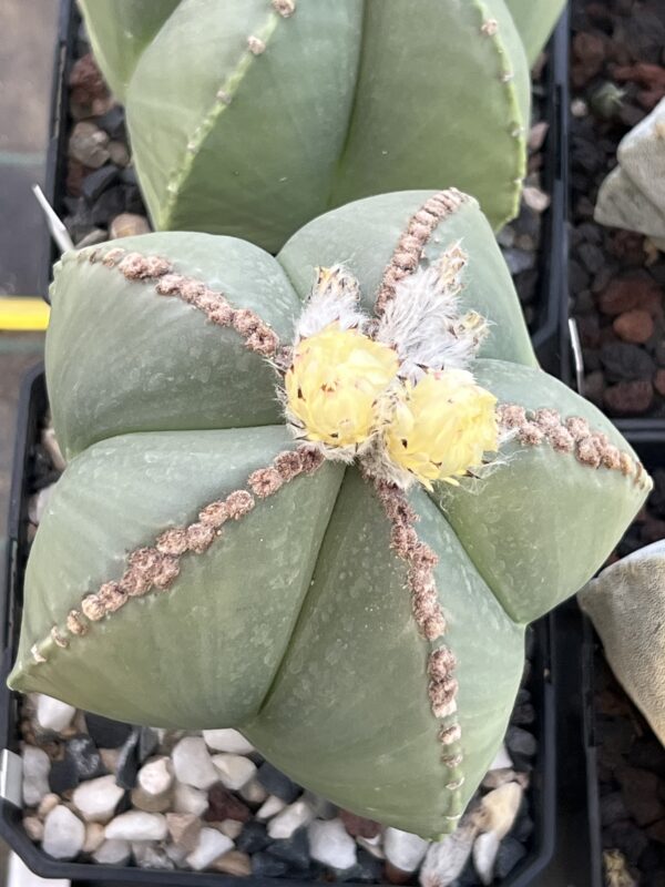 Astrophytum myriostigma nudum · 20 semillas