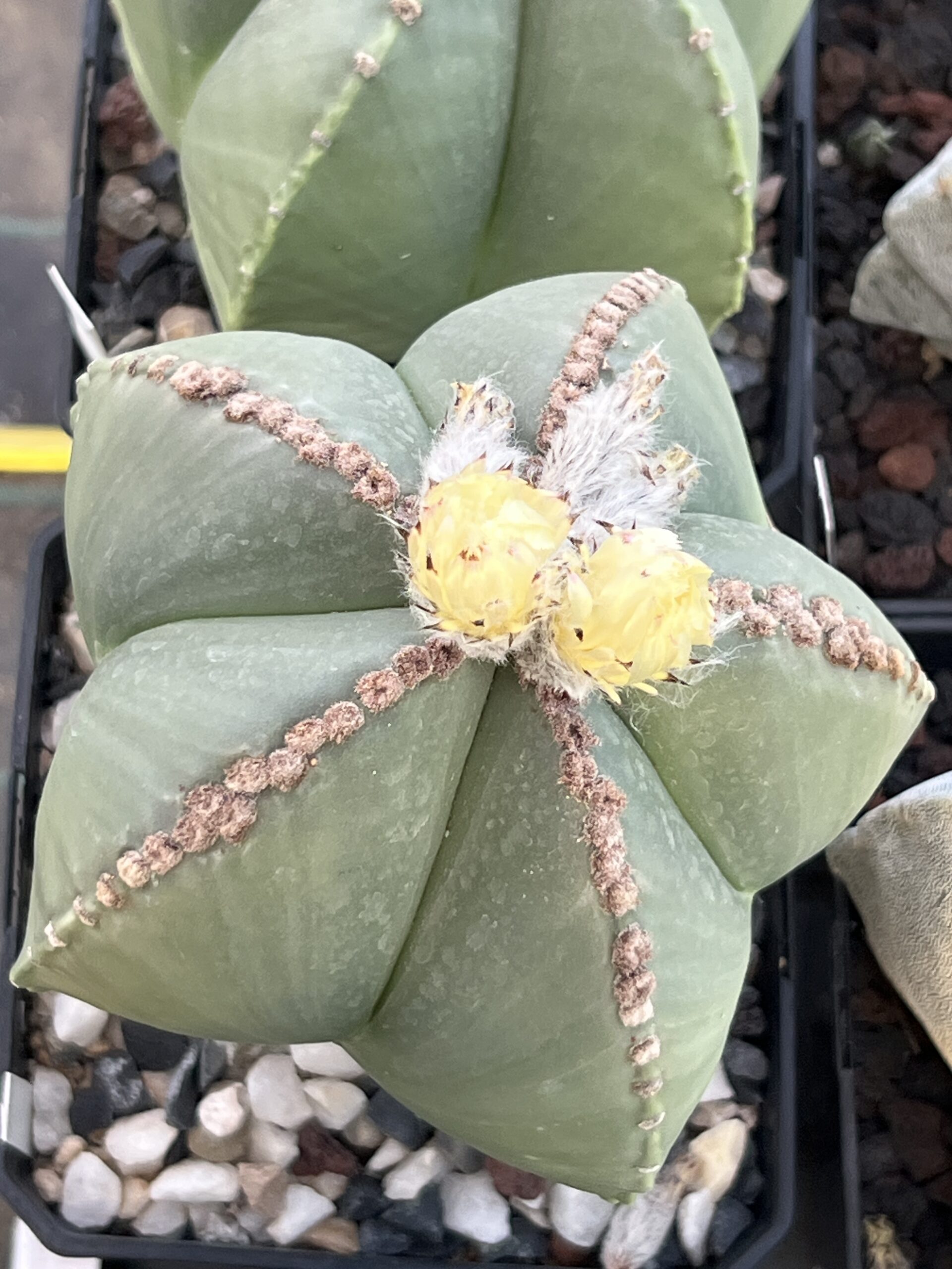 Astrophytum myriostigma nudum · 20 semillas
