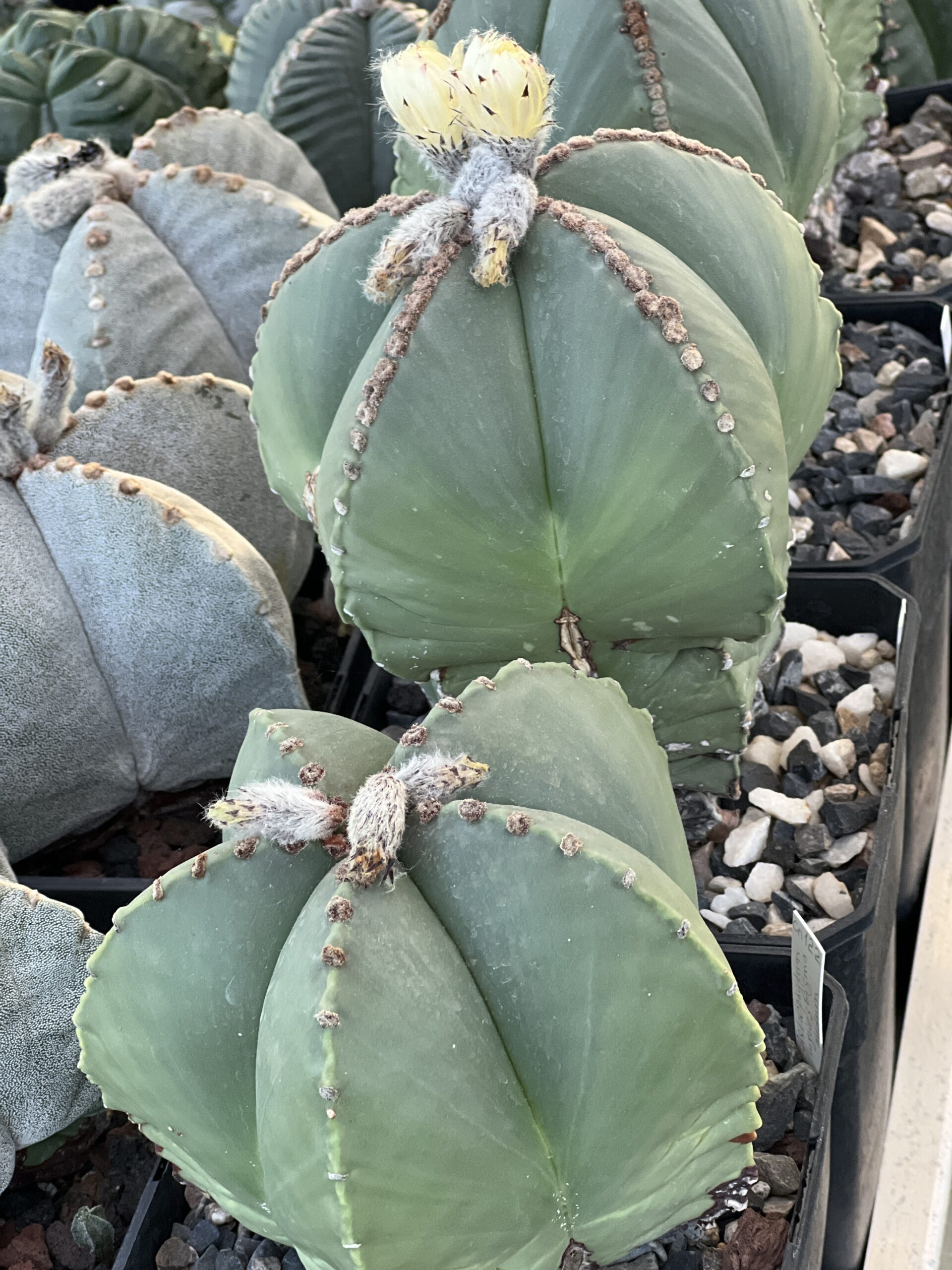 Astrophytum myriostigma nudum · 20 semillas - Imagen 2