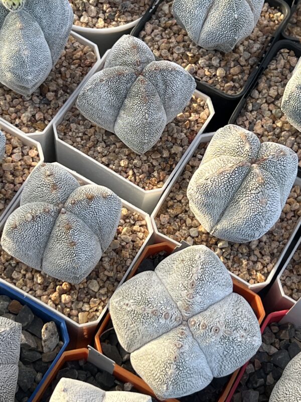 Astrophytum myriostigma cv. Onzuka quadricostatum mix · 20 semillas