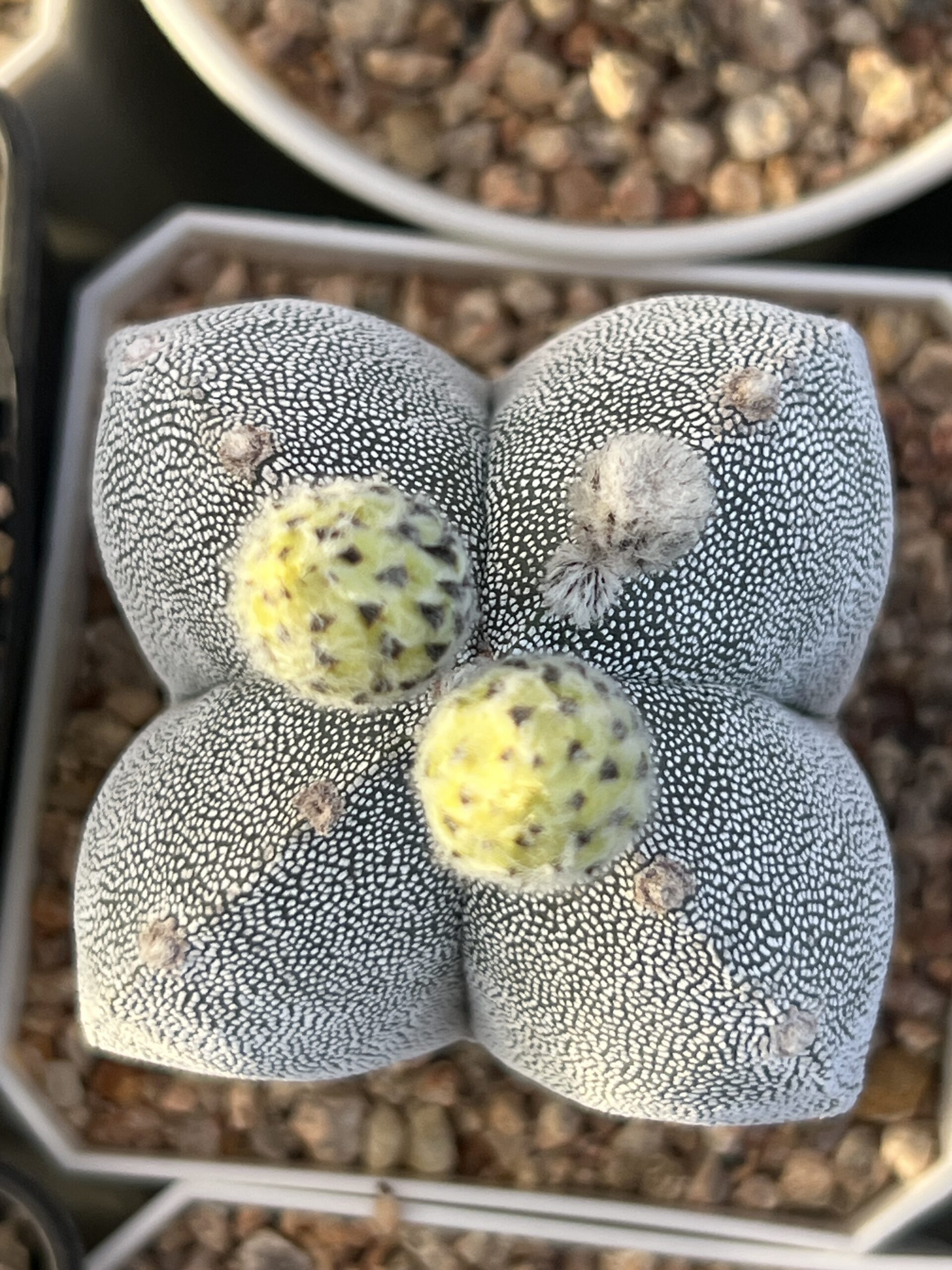 Astrophytum myriostigma cv. Onzuka quadricostatum mix · 20 semillas - Image 2