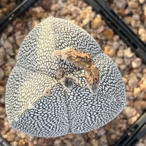 Astrophytum myriostigma cv. Onzuka tricostatum × Onzuka quadricostatum · 20 semillas