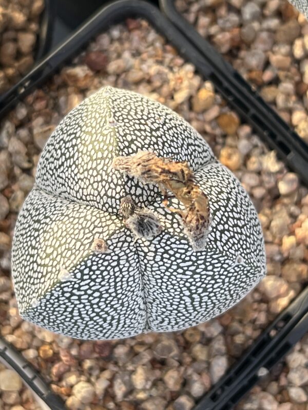 Astrophytum myriostigma cv. Onzuka tricostatum × Onzuka quadricostatum · 20 semillas