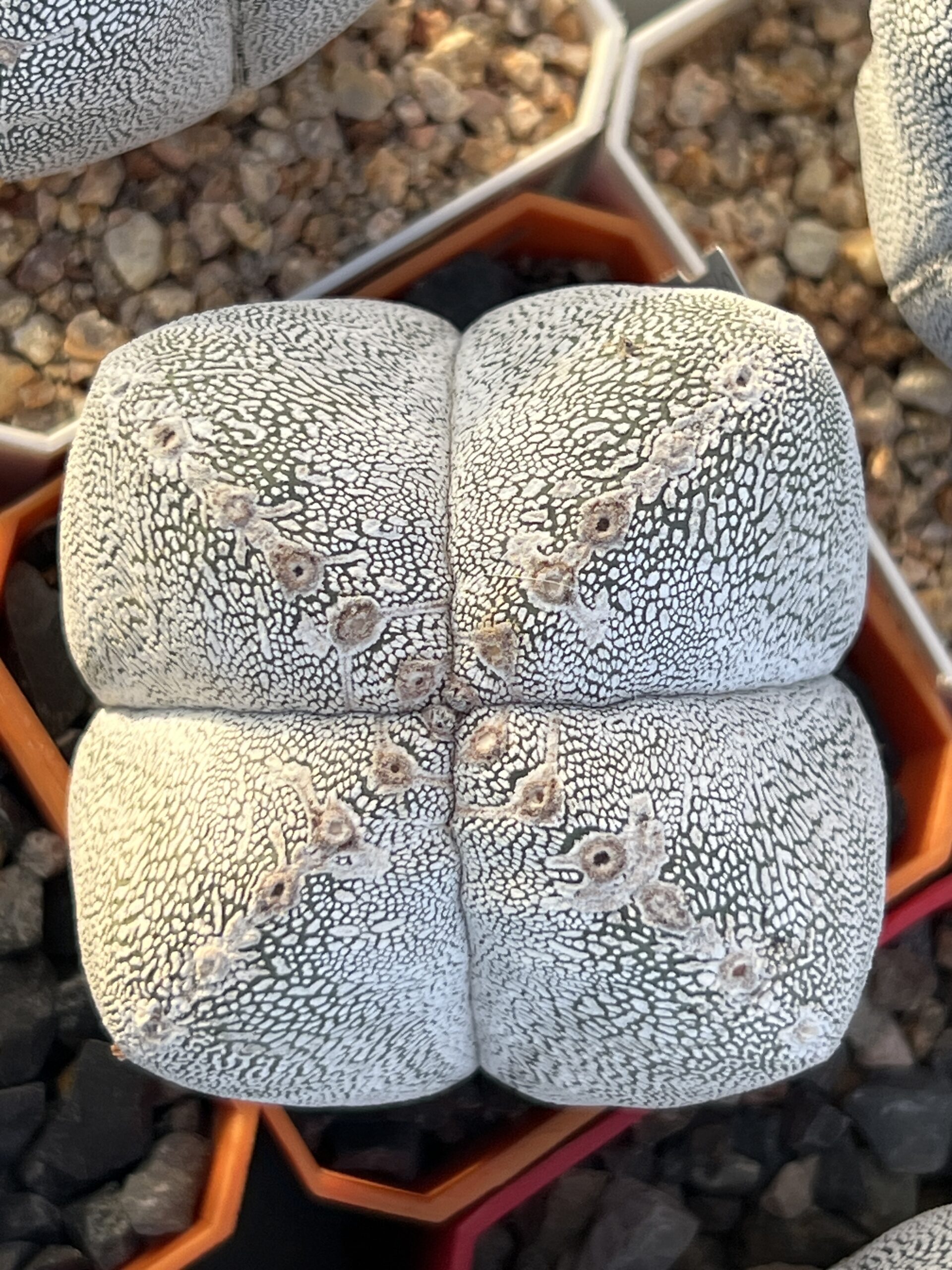 Astrophytum myriostigma cv. Onzuka tricostatum × Onzuka quadricostatum · 20 semillas - Imagen 2