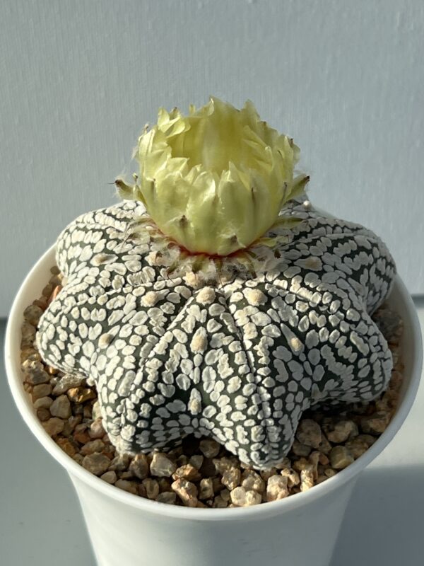Astrophytum asterias cv. Super Kabuto Snow Star Shape