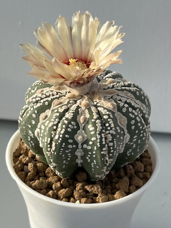 Astrophytum asterias cv. Super Kabuto V-type Star Shape