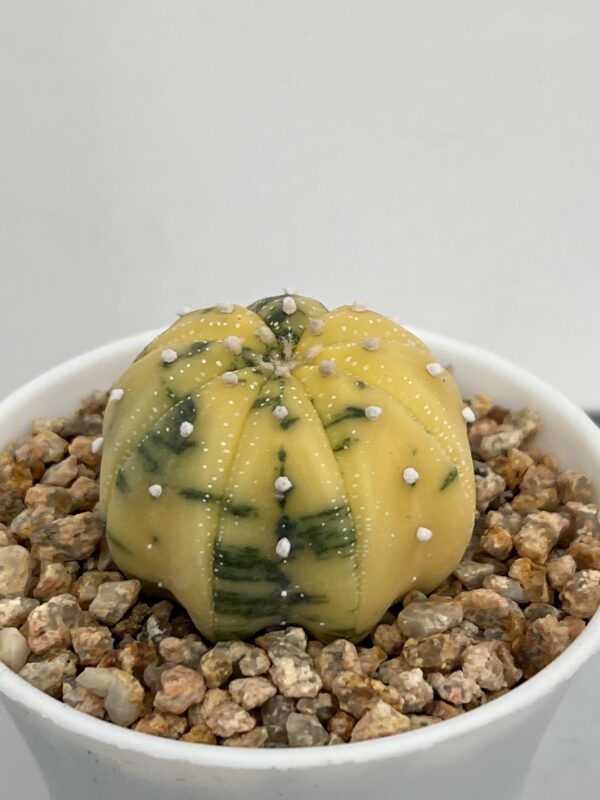 Astrophytum asterias nudum variegata Yellow form