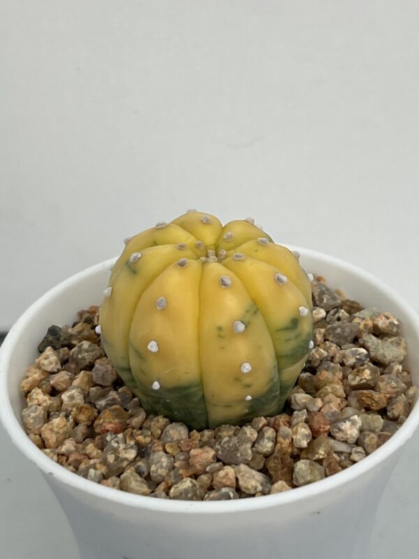 Astrophytum asterias nudum variegata Yellow form