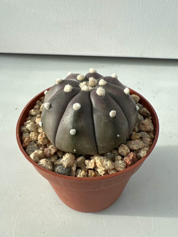 Astrophytum asterias nudum c.v. Purple Skin