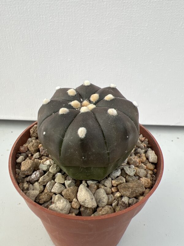 Astrophytum asterias nudum c.v. Purple Skin