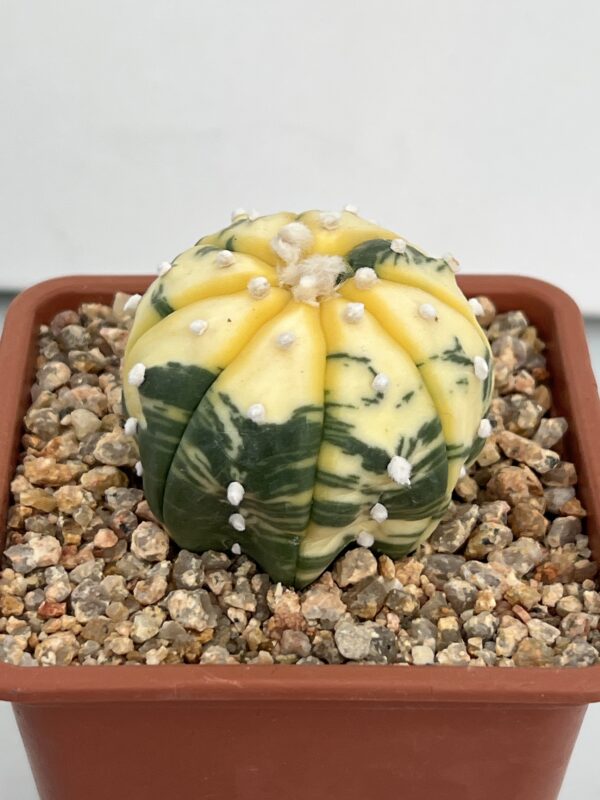 Astrophytum asterias nudum variegata Yellow/Green Marbled