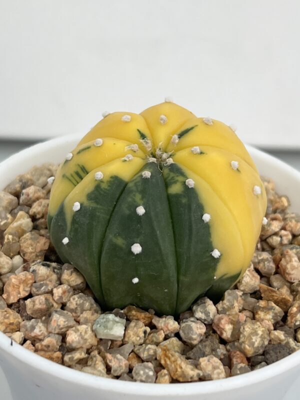 Astrophytum asterias nudum variegata Yellow form