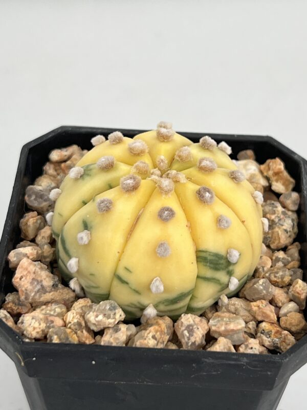 Astrophytum asterias nudum variegata Ooibo type