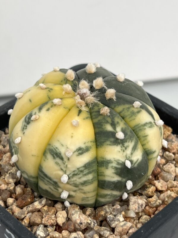 Astrophytum asterias nudum variegata Yellow/Green Marbled