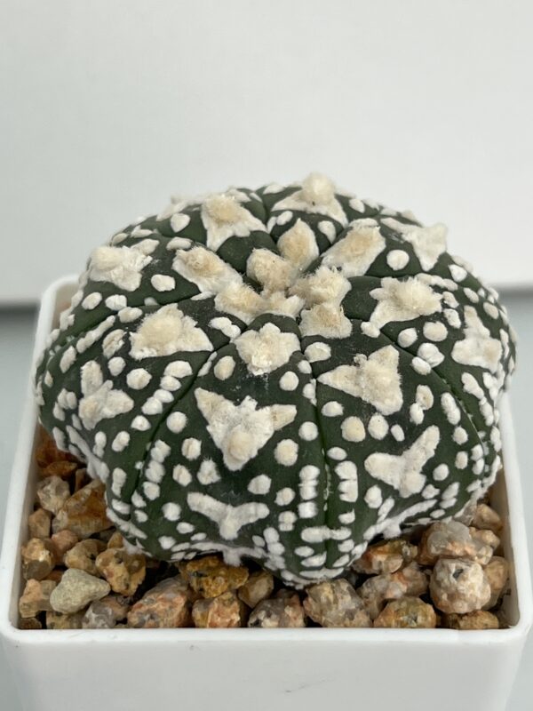 Astrophytum asterias cv. Super Kabuto V-type